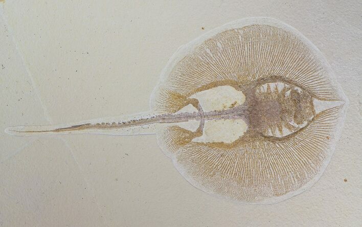 Fossil Stingray (Heliobatis) - Green River Formation, Wyoming #62793
